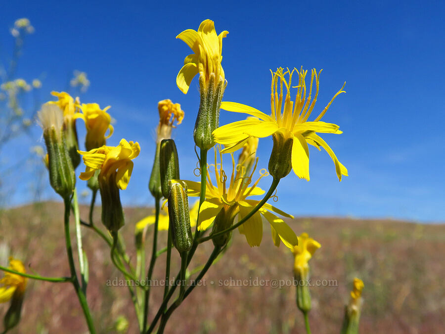 slender hawksbeard (Crepis atribarba) [Rattlesnake Slope Wildlife Area, Benton County, Washington]