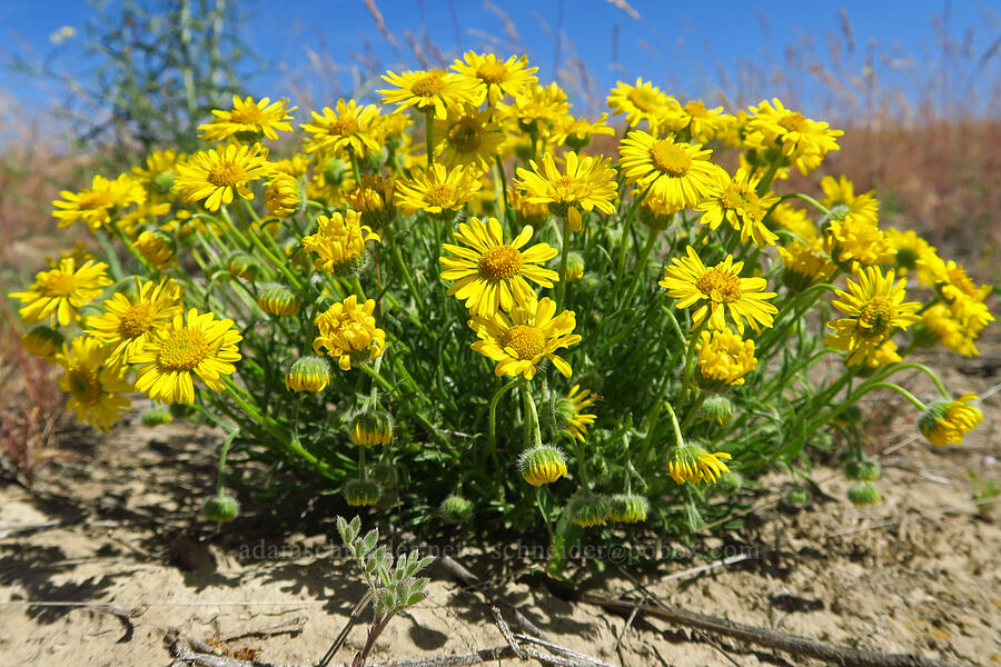 Piper's daisies (Erigeron piperianus) [Rattlesnake Slope Wildlife Area, Benton County, Washington]