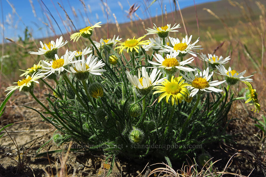 fleabane with white and yellow flowers (Erigeron sp.) [Rattlesnake Slope Wildlife Area, Benton County, Washington]