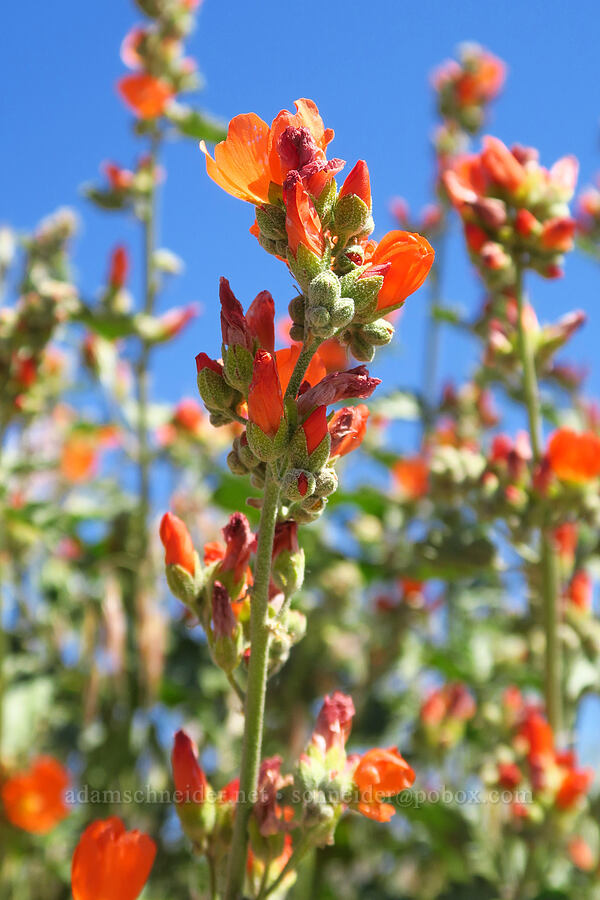 white-stem globe-mallow (Sphaeralcea munroana) [Rattlesnake Slope Wildlife Area, Benton County, Washington]