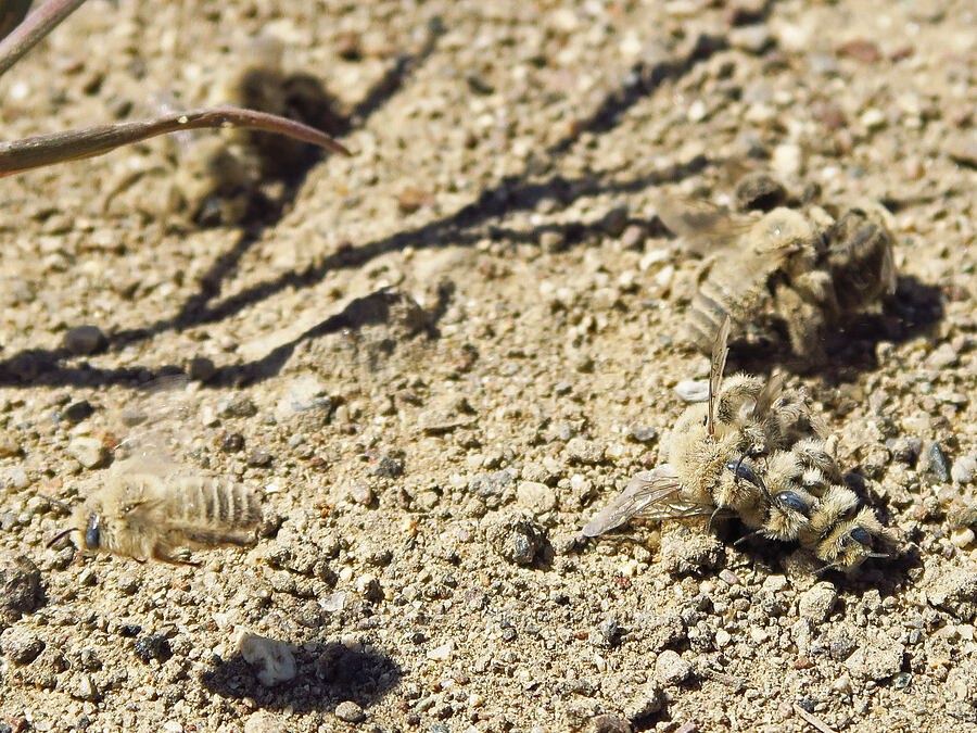 globe-mallow chimney bees (Diadasia diminuta) [Rattlesnake Slope Wildlife Area, Benton County, Washington]