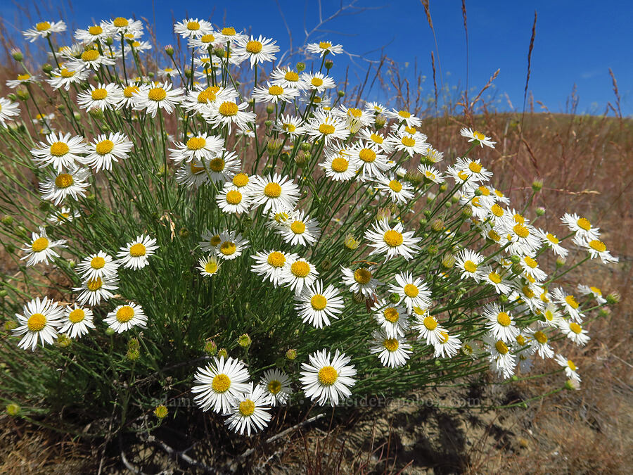 thread-leaf fleabane (Erigeron filifolius) [Rattlesnake Slope Wildlife Area, Benton County, Washington]