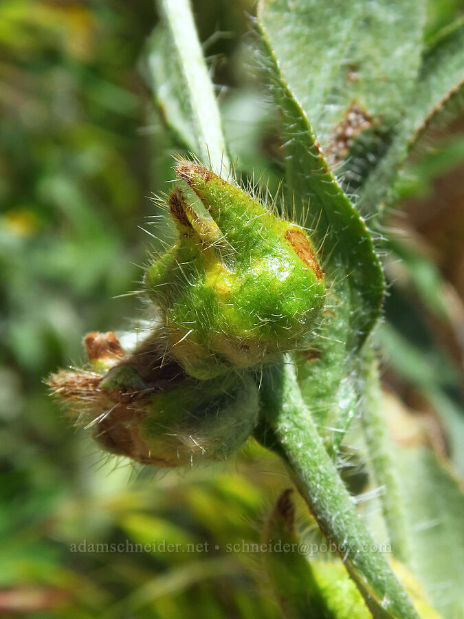 galls on fiddleneck (Amsinckia tessellata) [Rattlesnake Slope Wildlife Area, Benton County, Washington]