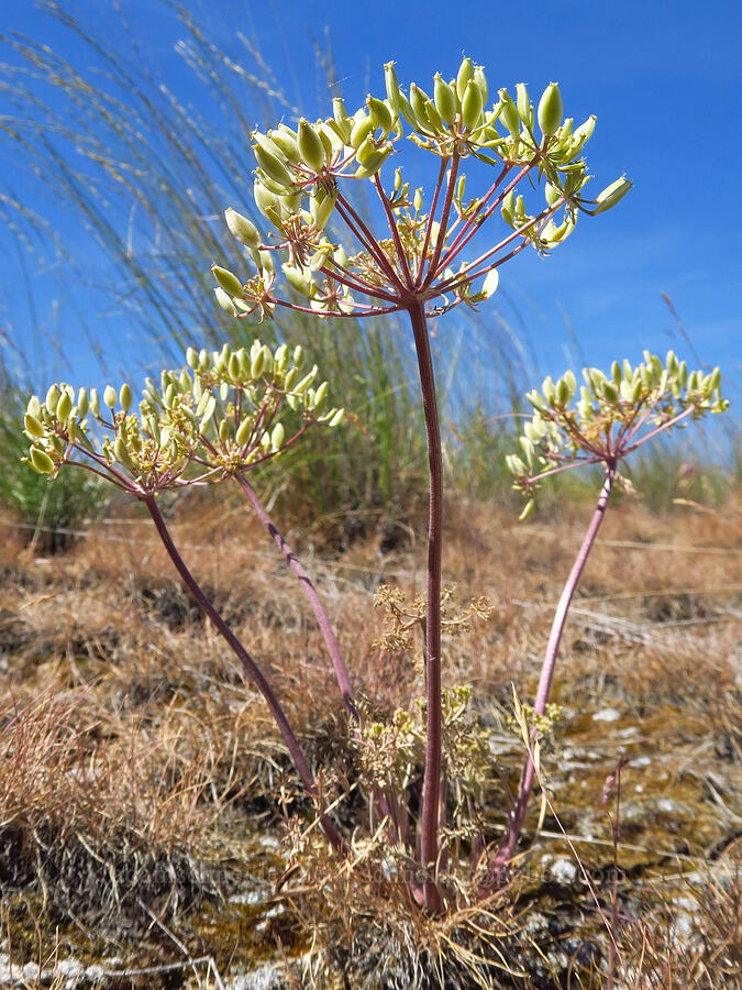 big-seed biscuitroot, going to seed (Lomatium macrocarpum) [Rattlesnake Slope Wildlife Area, Benton County, Washington]