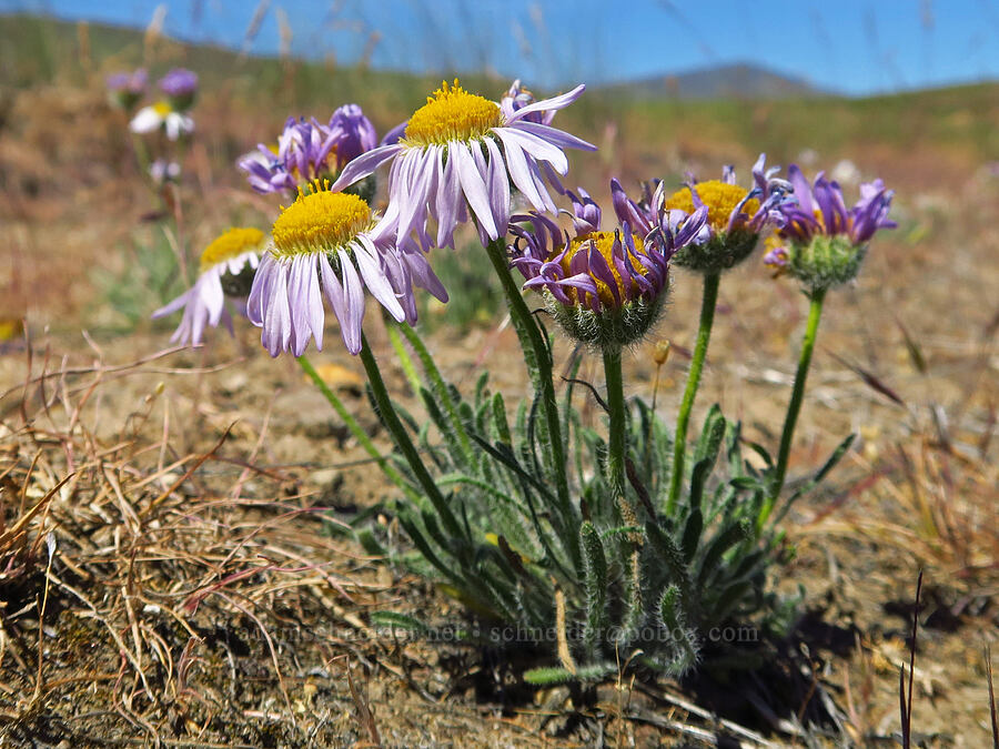 cushion fleabane (Erigeron poliospermus) [Rattlesnake Slope Wildlife Area, Benton County, Washington]