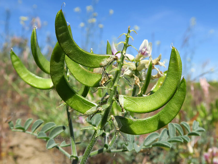 Columbia milk-vetch pods (Astragalus succumbens) [Rattlesnake Slope Wildlife Area, Benton County, Washington]