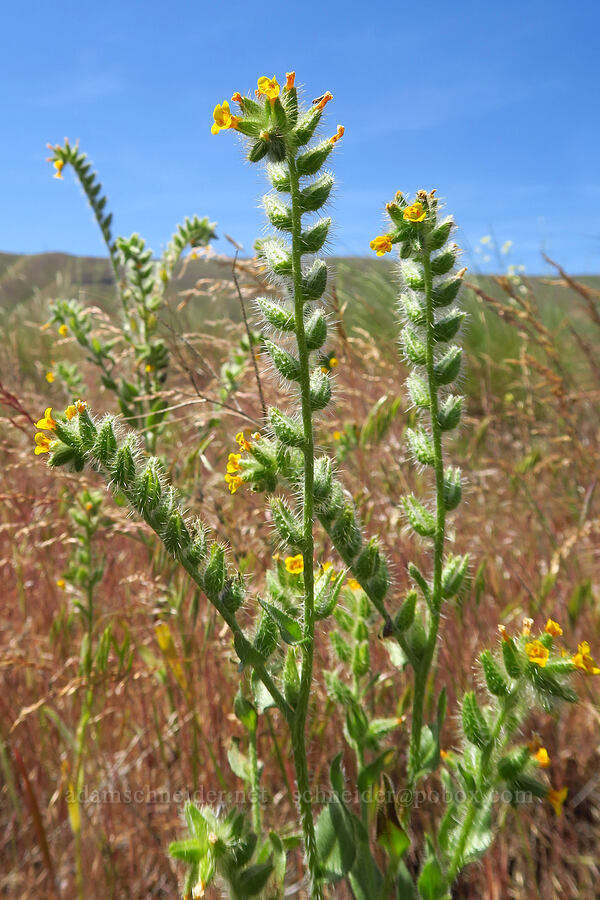 bristly fiddleneck (Amsinckia tessellata) [Rattlesnake Slope Wildlife Area, Benton County, Washington]