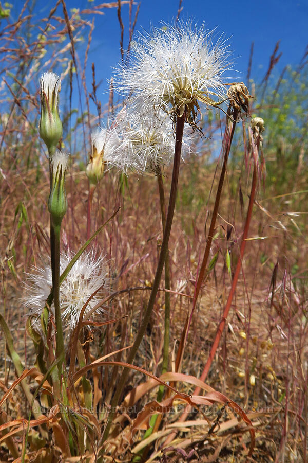 false agoseris (sagebrush dandelion), going to seed (Nothocalais troximoides (Microseris troximoides)) [Rattlesnake Slope Wildlife Area, Benton County, Washington]