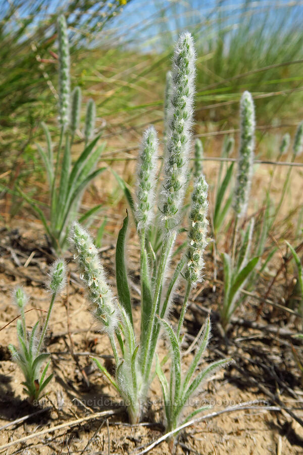 woolly plantain (Plantago patagonica) [Rattlesnake Slope Wildlife Area, Benton County, Washington]