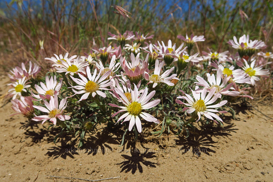 showy townsendia (Townsendia florifer (Townsendia florifera)) [Rattlesnake Slope Wildlife Area, Benton County, Washington]