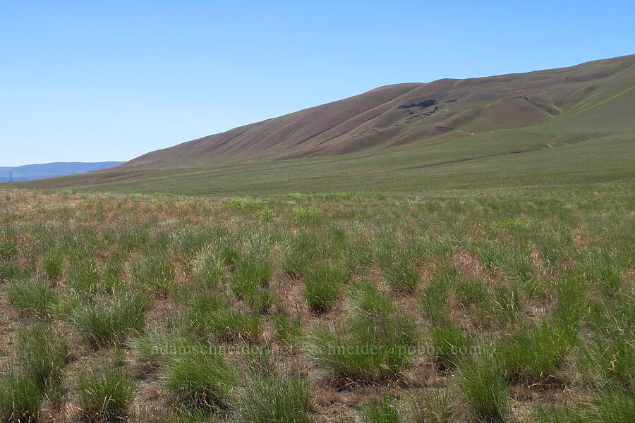 Rattlesnake Hills & bunchgrass [Rattlesnake Slope Wildlife Area, Benton County, Washington]