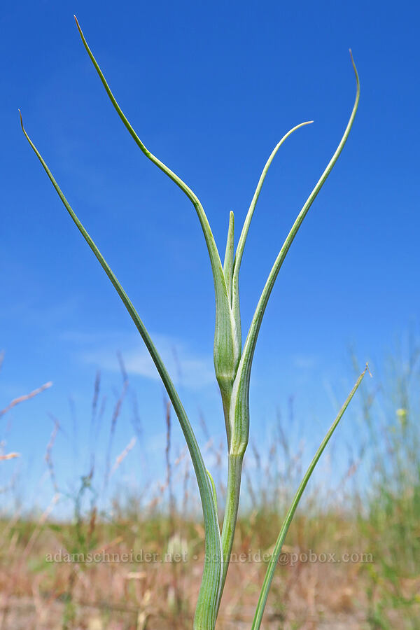 sagebrush mariposa lily, budding (Calochortus macrocarpus) [Rattlesnake Slope Wildlife Area, Benton County, Washington]