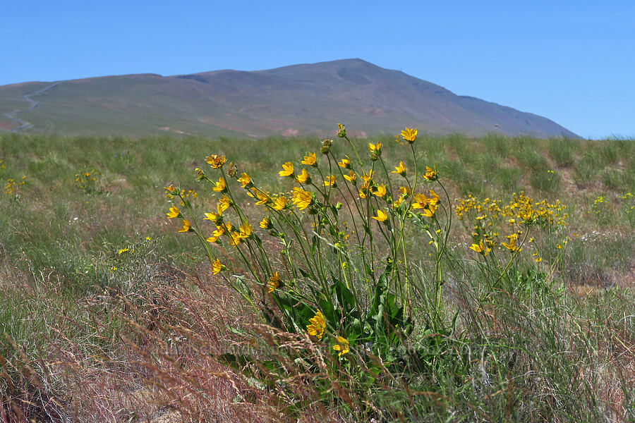 Carey's balsamroot (Balsamorhiza careyana) [Rattlesnake Slope Wildlife Area, Benton County, Washington]