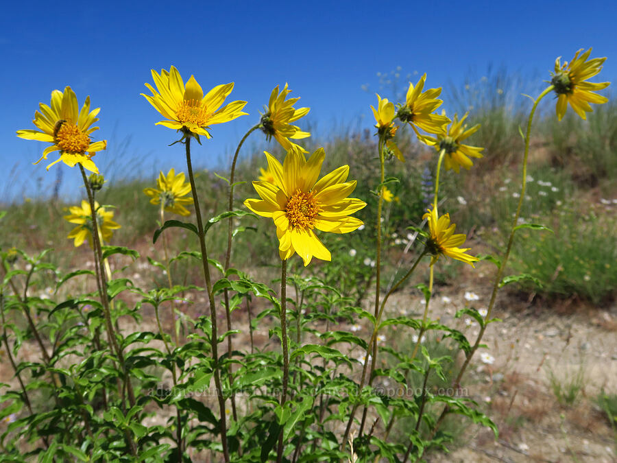 Cusick's sunflower (Helianthus cusickii) [Rattlesnake Slope Wildlife Area, Benton County, Washington]