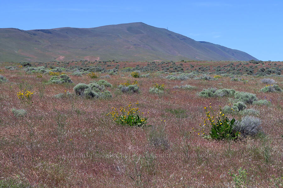 Rattlesnake Hills & wildflowers [Rattlesnake Slope Wildlife Area, Benton County, Washington]