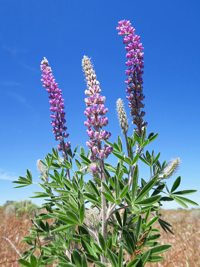 velvet lupine (Lupinus leucophyllus) [Rattlesnake Slope Wildlife Area, Benton County, Washington]