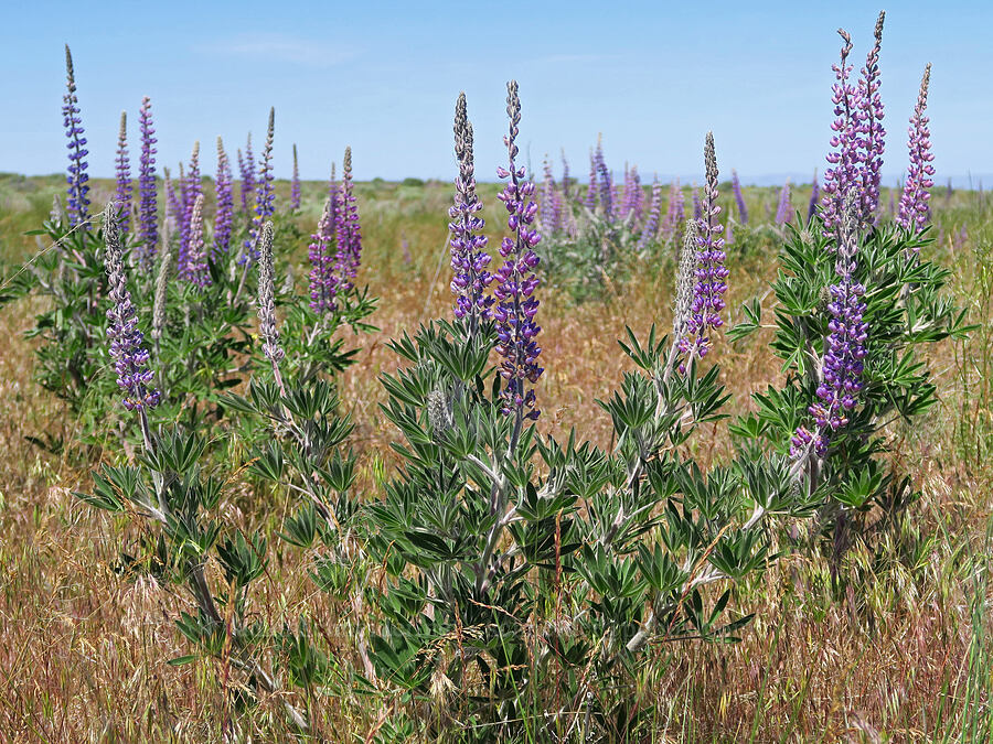 velvet lupine (Lupinus leucophyllus) [Rattlesnake Slope Wildlife Area, Benton County, Washington]