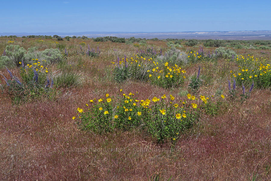 Cusick's sunflowers & velvet lupines (Helianthus cusickii, Lupinus leucophyllus) [Rattlesnake Slope Wildlife Area, Benton County, Washington]