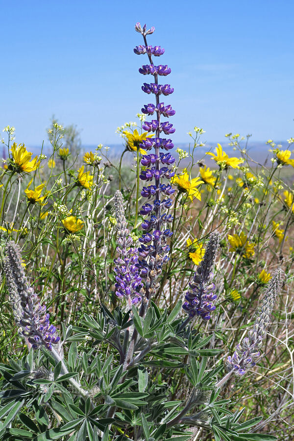 velvet lupine & Cusick's sunflowers (Lupinus leucophyllus, Helianthus cusickii) [Rattlesnake Slope Wildlife Area, Benton County, Washington]