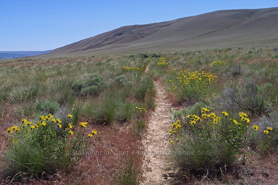 Cusick's sunflowers (Helianthus cusickii) [Rattlesnake Slope Wildlife Area, Benton County, Washington]