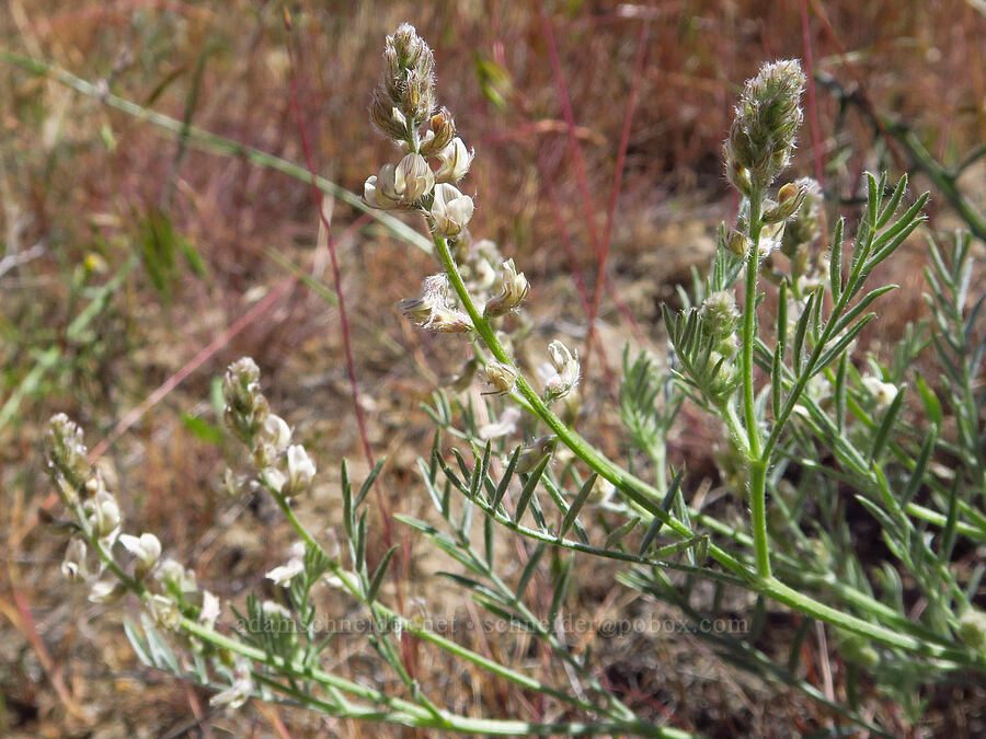 buckwheat milk-vetch (Astragalus caricinus) [Rattlesnake Slope Wildlife Area, Benton County, Washington]