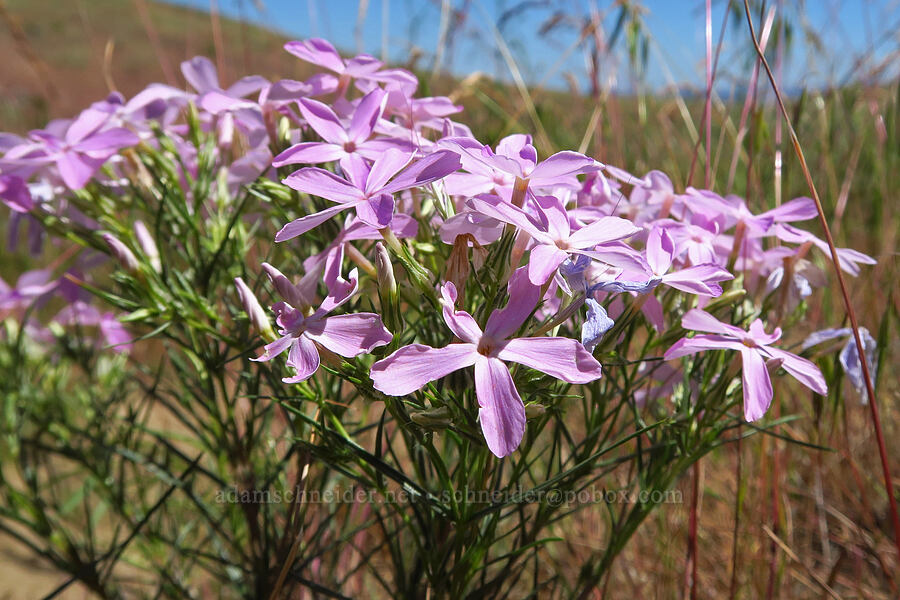 long-leaf phlox (Phlox longifolia) [Rattlesnake Slope Wildlife Area, Benton County, Washington]