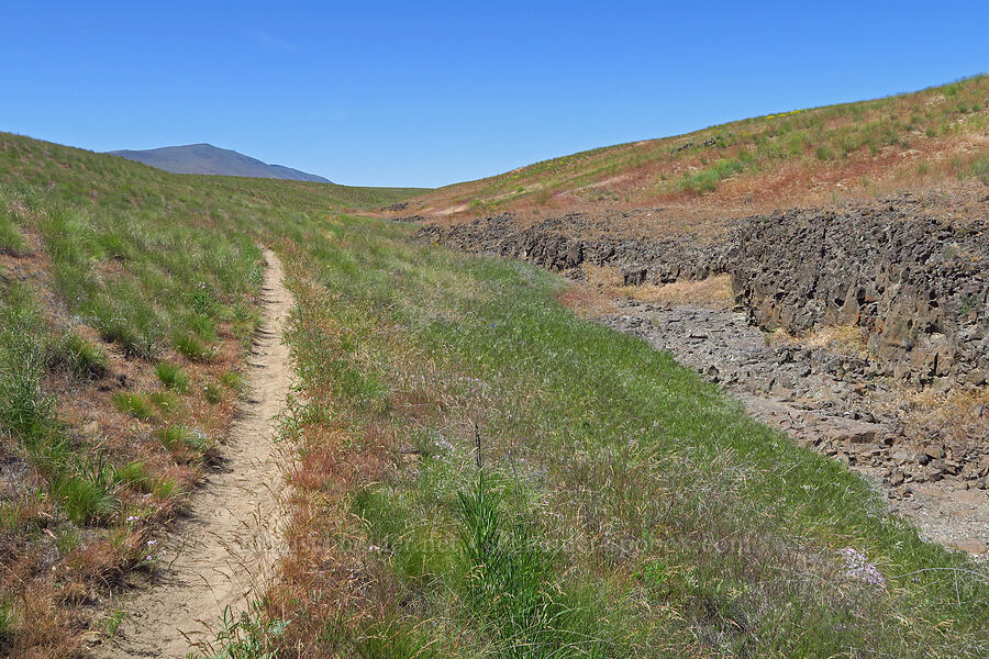 dry gully [Rattlesnake Slope Wildlife Area, Benton County, Washington]