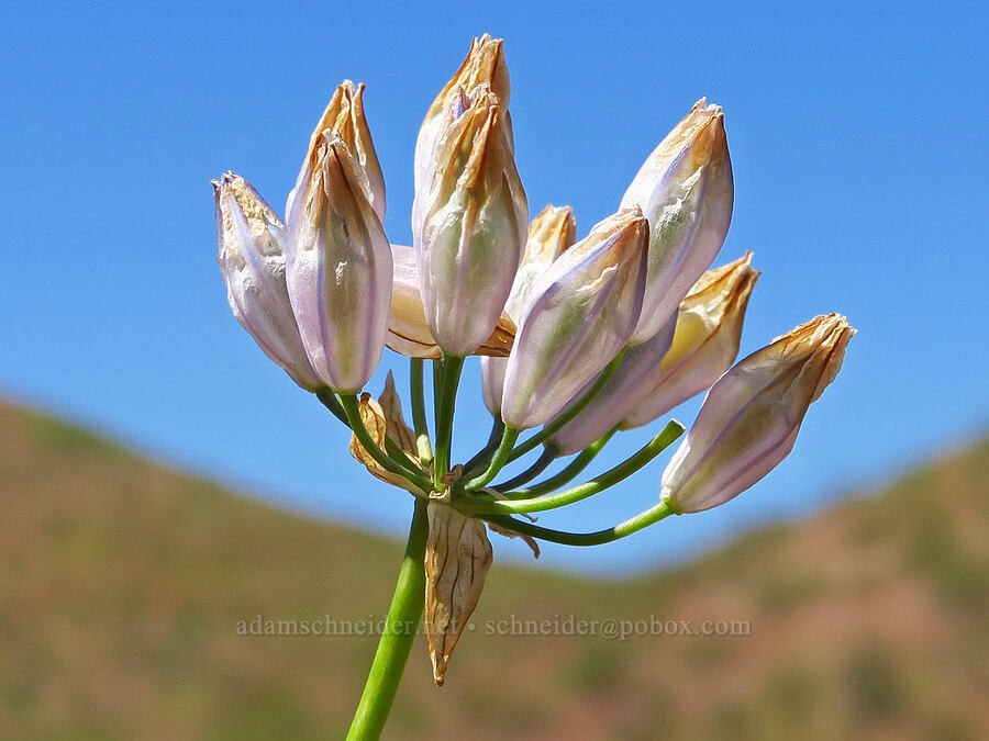 large-flowered cluster lily, fading (Triteleia grandiflora) [Rattlesnake Slope Wildlife Area, Benton County, Washington]