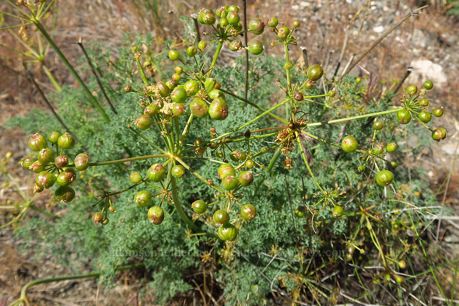 pungent desert parsley, going to seed (Lomatium papilioniferum (Lomatium grayi)) [Rattlesnake Slope Wildlife Area, Benton County, Washington]