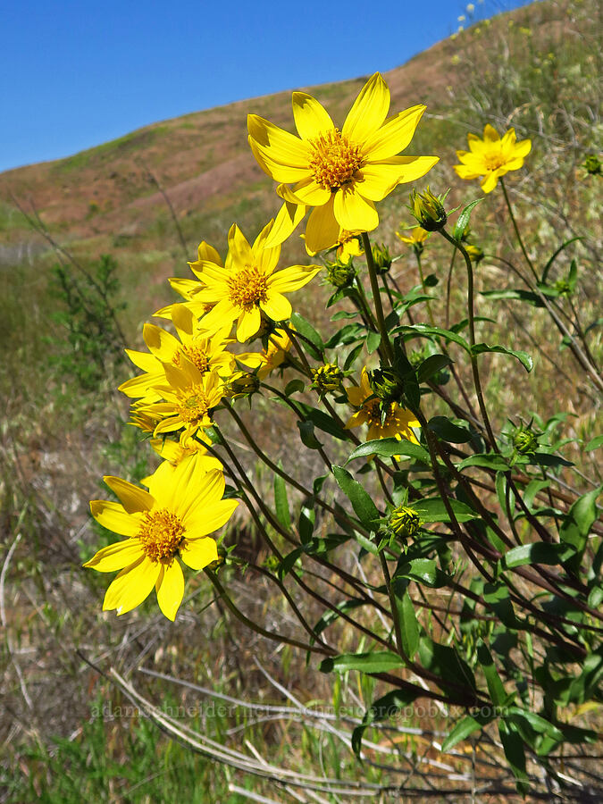 Cusick's sunflower (Helianthus cusickii) [Rattlesnake Slope Wildlife Area, Benton County, Washington]