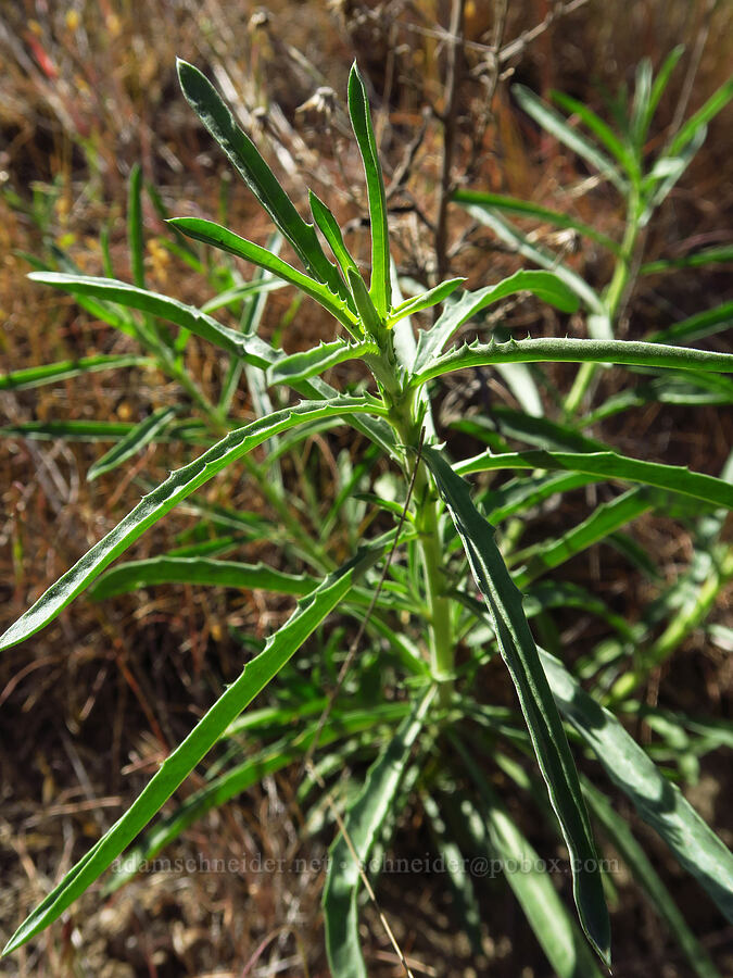 tansy-aster leaves (?) (Dieteria canescens) [Rattlesnake Slope Wildlife Area, Benton County, Washington]