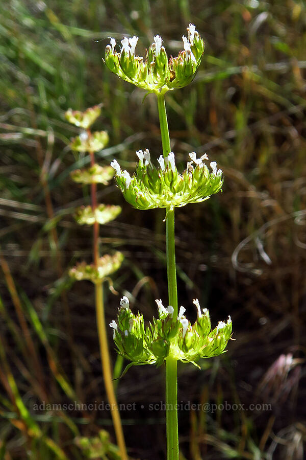 white plectritis (Plectritis macrocera) [Rattlesnake Slope Wildlife Area, Benton County, Washington]