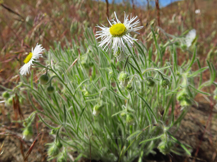 shaggy fleabane (Erigeron pumilus var. intermedius) [Rattlesnake Slope Wildlife Area, Benton County, Washington]