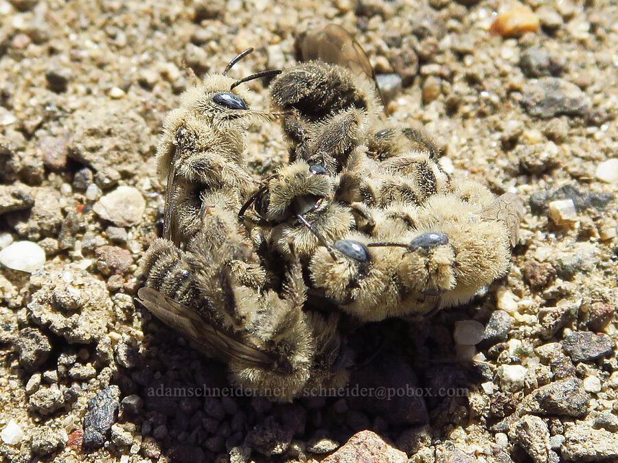 globe-mallow chimney bees (Diadasia diminuta) [Rattlesnake Slope Wildlife Area, Benton County, Washington]