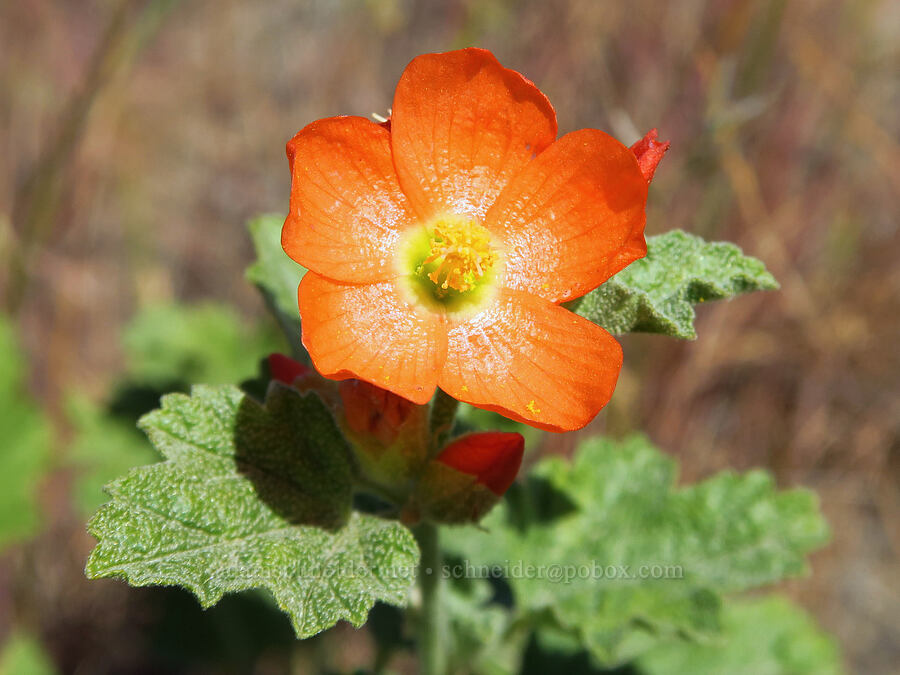 white-stem globe-mallow (Sphaeralcea munroana) [Rattlesnake Slope Wildlife Area, Benton County, Washington]