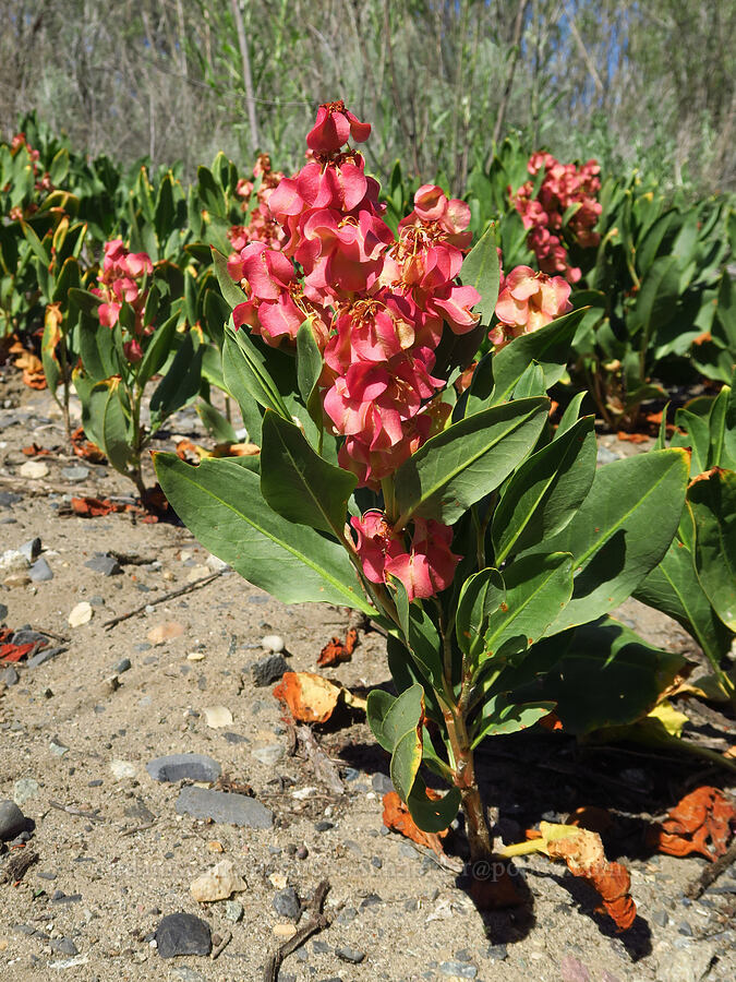 veiny/winged dock (Rumex venosus) [Amon Creek Nature Preserve, Richland, Benton County, Washington]