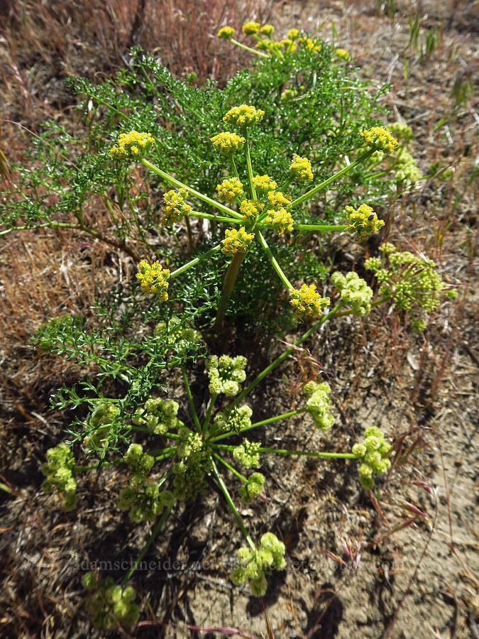 turpentine spring-parsley (Cymopterus terebinthinus (Pteryxia terebinthina)) [Amon Creek Nature Preserve, Richland, Benton County, Washington]