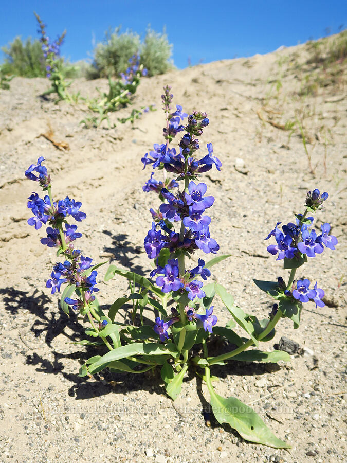 sand-dune penstemon (Penstemon acuminatus var. acuminatus) [Amon Creek Nature Preserve, Richland, Benton County, Washington]