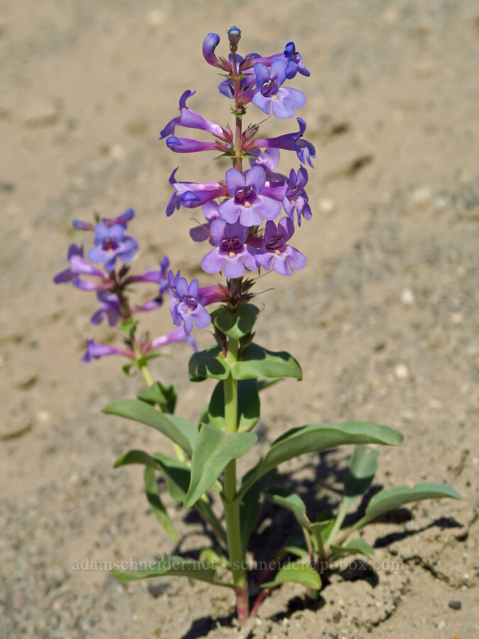 sand-dune penstemon (Penstemon acuminatus var. acuminatus) [Amon Creek Nature Preserve, Richland, Benton County, Washington]