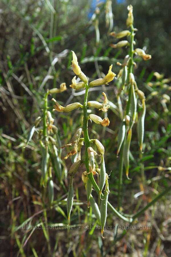 woody-pod milk-vetch (Astragalus sclerocarpus) [Amon Creek Nature Preserve, Richland, Benton County, Washington]