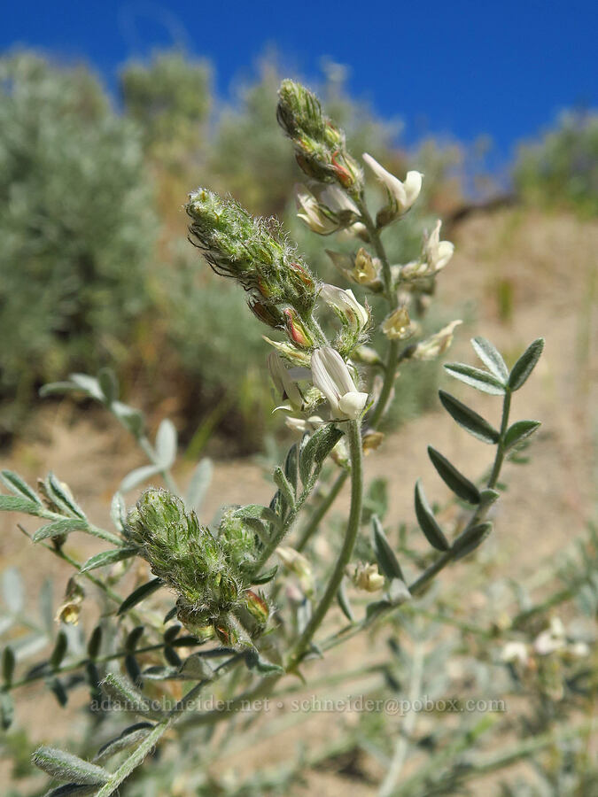 buckwheat milk-vetch (Astragalus caricinus) [Amon Creek Nature Preserve, Richland, Benton County, Washington]