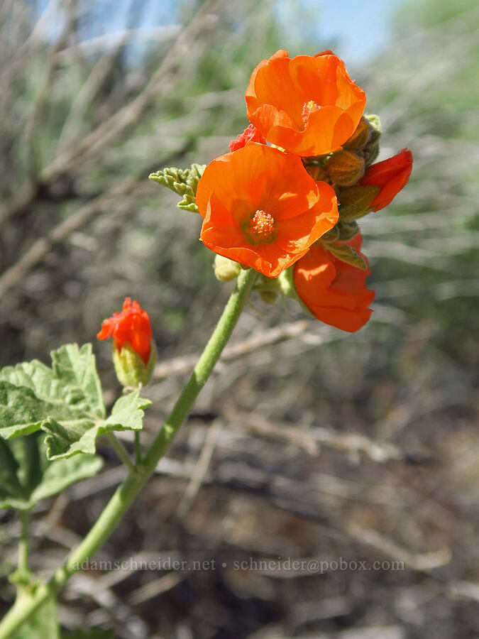 white-stem globe-mallow (Sphaeralcea munroana) [Amon Creek Nature Preserve, Richland, Benton County, Washington]