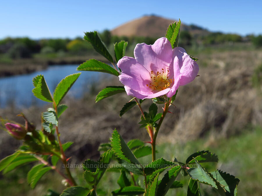 wild rose (Rosa sp.) [Amon Creek Nature Preserve, Richland, Benton County, Washington]