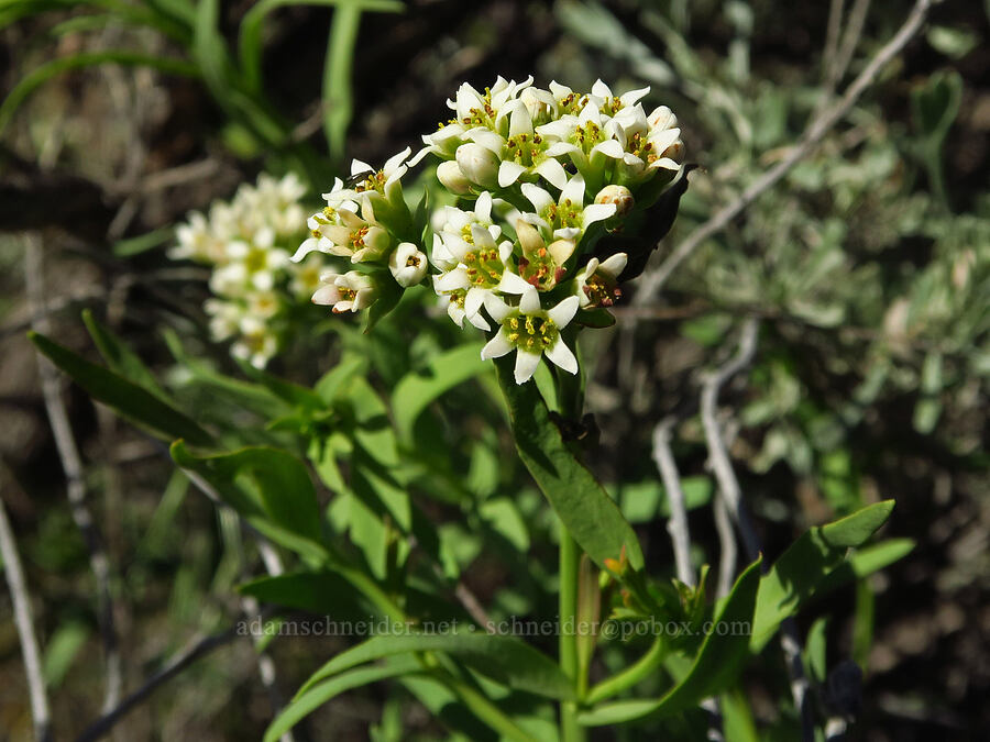 bastard toad-flax (Comandra umbellata) [Amon Creek Nature Preserve, Richland, Benton County, Washington]