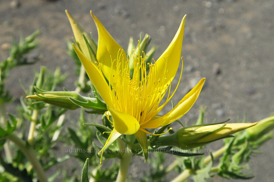 giant blazing-star (Mentzelia laevicaulis) [Highway 24, Grant County, Washington]