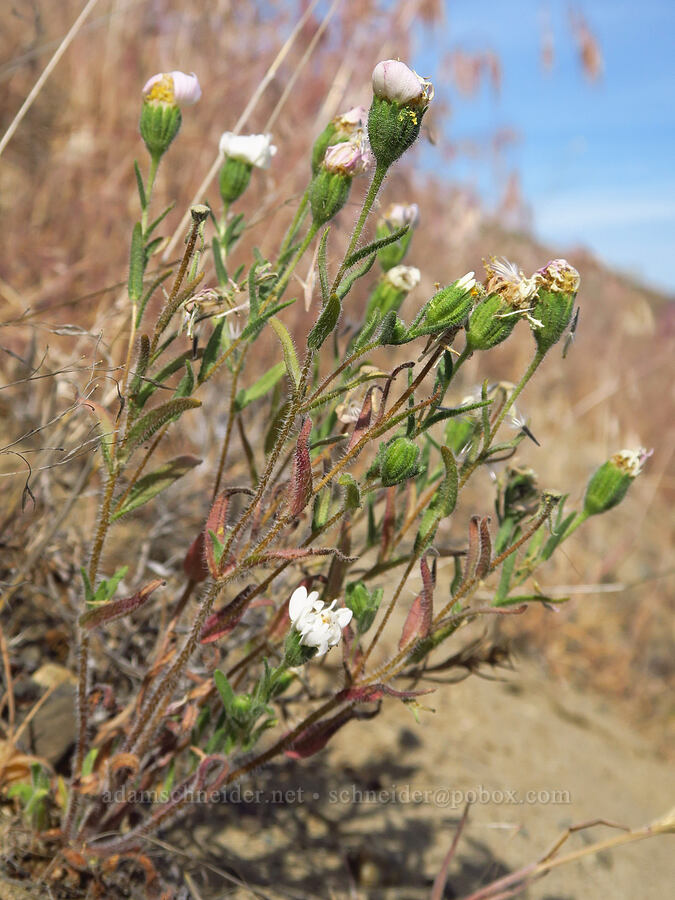 white tidy-tips, fading (Layia glandulosa) [Highway 24, Grant County, Washington]