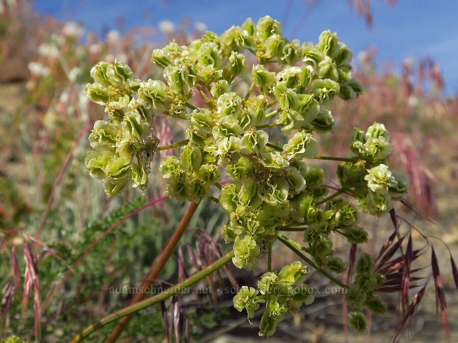 turpentine spring-parsley, going to seed (Cymopterus terebinthinus (Pteryxia terebinthina)) [Highway 24, Grant County, Washington]