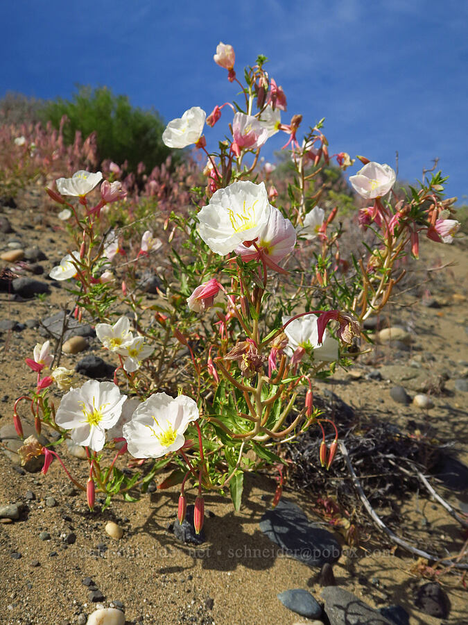 pale evening-primrose (Oenothera pallida) [Highway 24, Grant County, Washington]