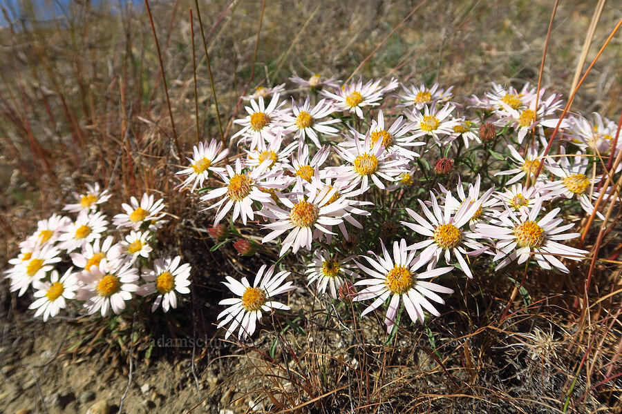 showy townsendia (Townsendia florifer (Townsendia florifera)) [Saddle Mountains, Grant County, Washington]