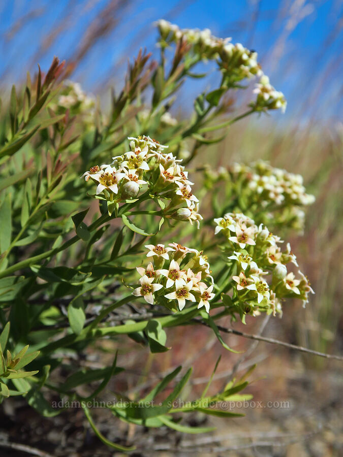 bastard toad-flax (Comandra umbellata) [Saddle Mountains, Grant County, Washington]